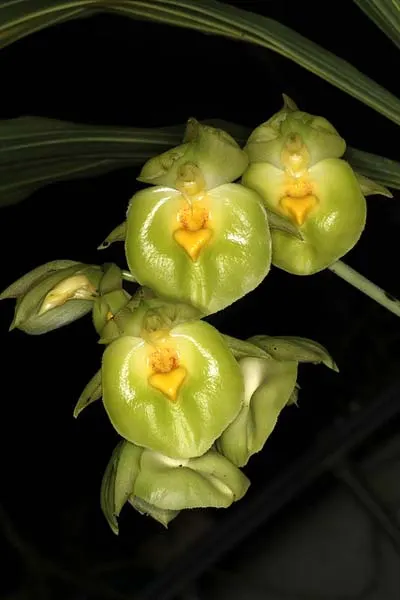 Catasetum expansum