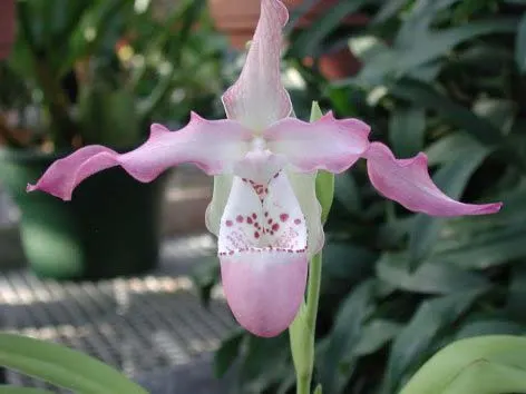 Phragmipedium czerwiakowianum x kovachii