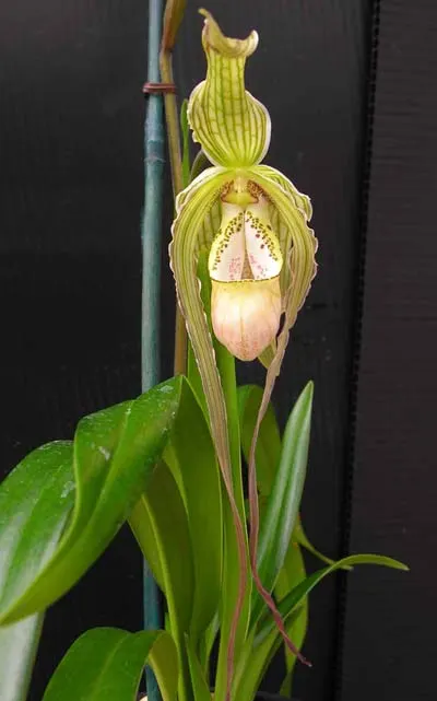 Phragmipedium wallisii x pearcei
