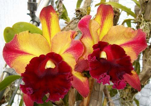 Brassolaeliocattleya Toshie Aoki 'Red Hsinying' (Faye Miyamoto x Waianae Flare)