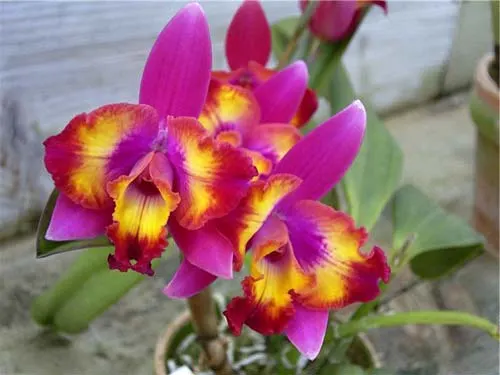 Sophrolaeliocattleya Hawaiian Splash 'Lea' (Payche x Mishima Star)