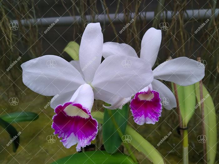 Laeliocattleya Hsinying Pub 'Albo Sanguinea' (purpurata x Batagesi)