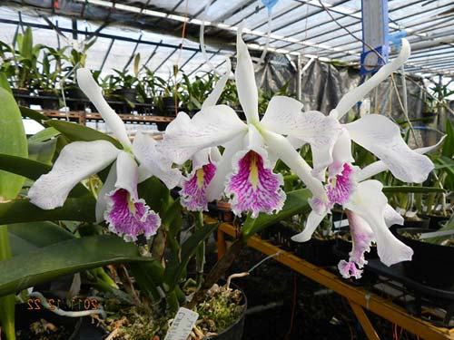 Cattleya maxima semi-alba 'La Pedrena' x self