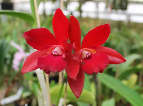 Cattlianthe Sagarik Wax 'Dark Africa' (Cattleya Summerland Girl x Cattlianthe Chocolate Drop)