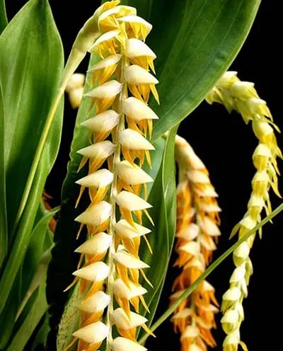Dendrochilum magnum