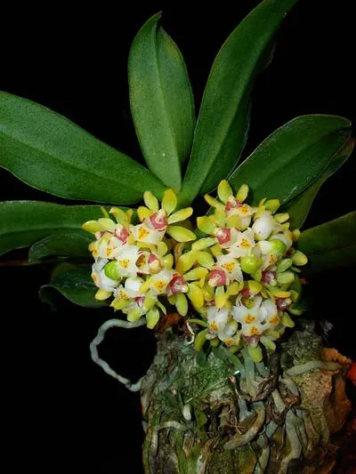 Gastrochilus japonicus