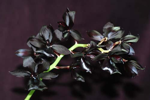 Monnierara Millennium Magic 'Witchcraft' (Ctmchs. Midnight Jem x Mormodes sinuta)