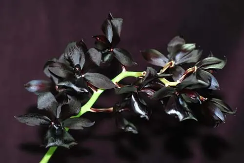 Monnierara Millennium Magic 'Witchcraft' (Ctmchs. Midnight Jem x Mormodes sinuta)