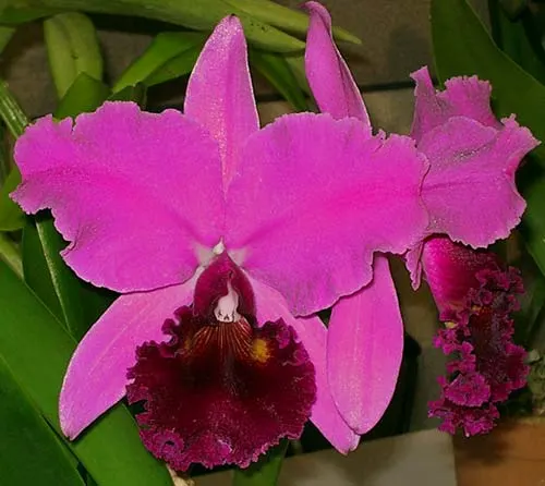 Potinara Charmides 'Miura' (Laeliocattleya Bonanza x Potinara Medea)