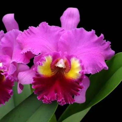 Rhyncholaeliocattleya Always Dream 'Volcano Queen' (Lucky Man x Hawaiian Ovation)