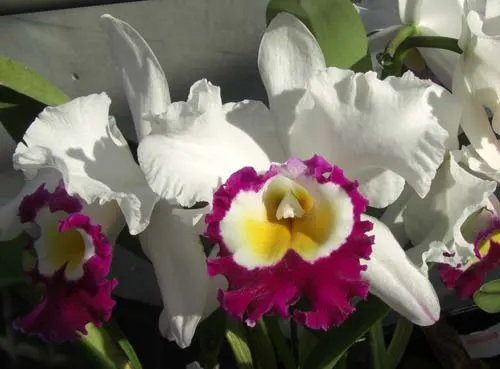 Rhyncholaeliocattleya Blanche Aisaka 'Yuki' (Brassolaeliocattleya Meditation x Laeliocattleya Stephen Oliver Fouraker)