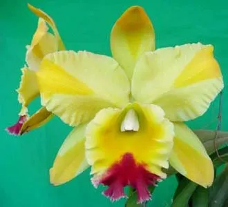 Rhyncholaeliocattleya Green Rattana 'Golden Angel' (Greenwich x Udomrattana)