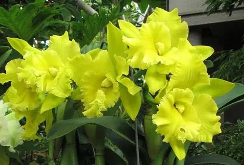 Rhyncholaeliocattleya Ta-Shiang Yellow Dragon 'Puti Gold' (Prada Green Nation x Shinfong Luohyang)
