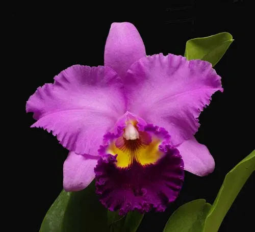 Rhyncholaeliocattleya Taichung Beauty 'Chi-Ming' (Brassolaeliocattleya Pamela Finney x Potinara Elegant Dancer)