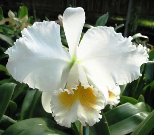 Cattleya Old Sierra (Old Whitey x Sierra Blanca)
