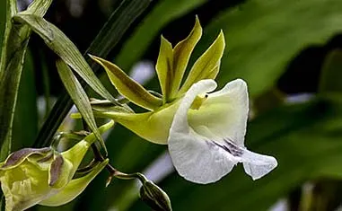 Galeandra juncea