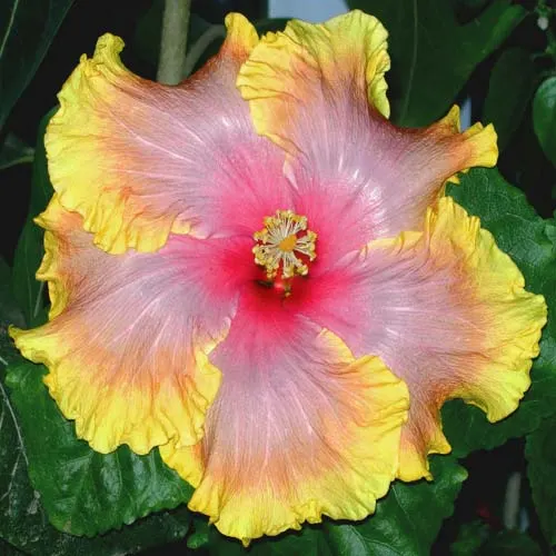Hibiscus 'Sleeping Beauty'