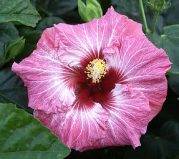 Hibiscus 'Pretty in Pink'