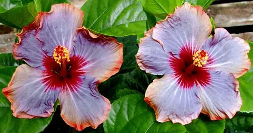 Hibiscus 'Blues in the Night'