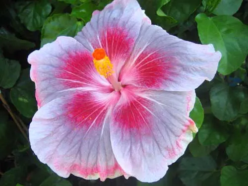 Hibiscus 'City Slicker'
