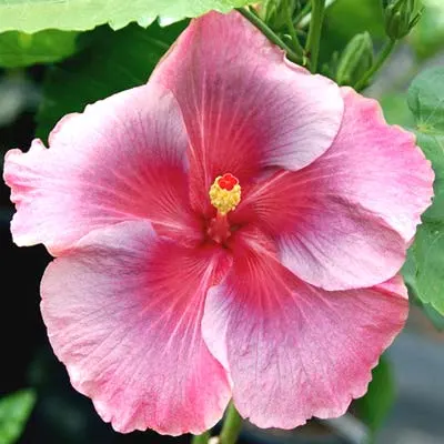 Hibiscus 'Joy'