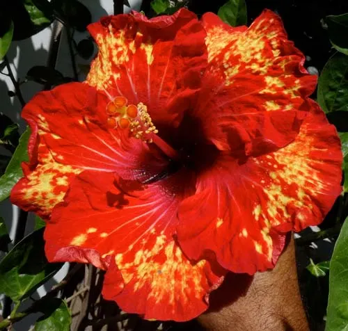 Hibiscus 'Some Like it Hot'