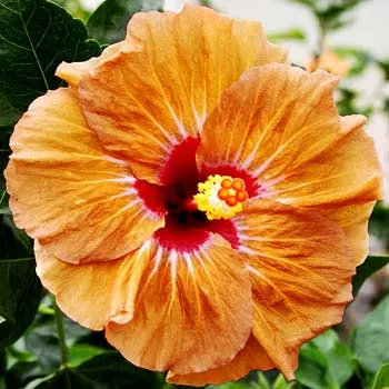Hibiscus 'Wakanisha'