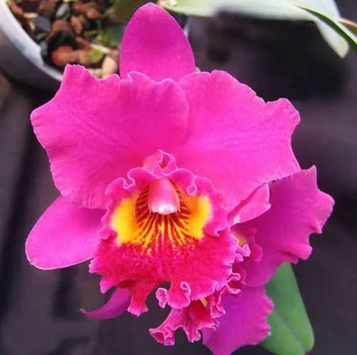 Rhyncholaeliocattleya Floralia's Storm