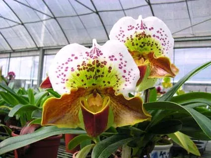 Paphiopedilum Hampshire Zoo 'Giant' x Winston Churchill 'Indomitable'