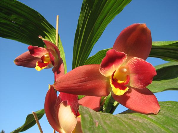 Angulocaste Red Jewel