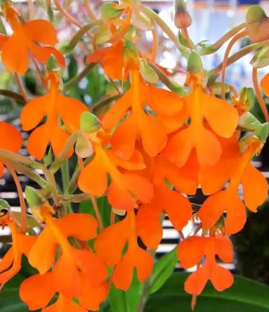 Habenaria rhodocheila 'Orange'