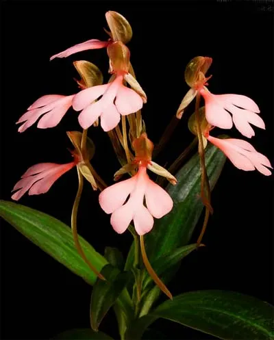 Habenaria rhodocheila 'Pink'