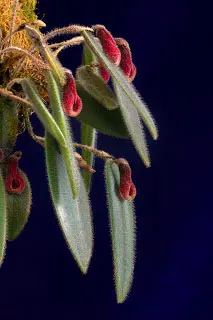 Dresslerella caesariata