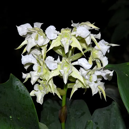 Dendrobium forbesii