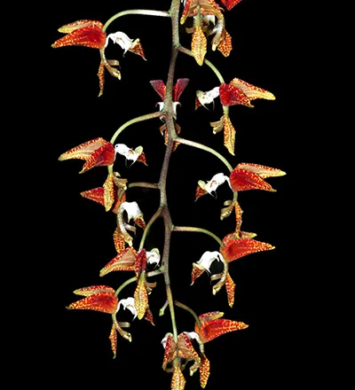 Gongora rufescens