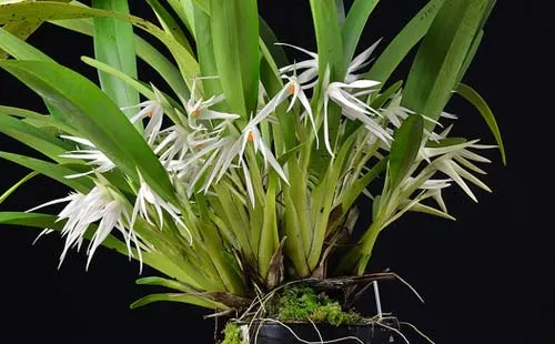 Maxillaria splendens