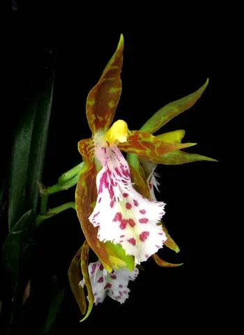Odontoglossum tenue