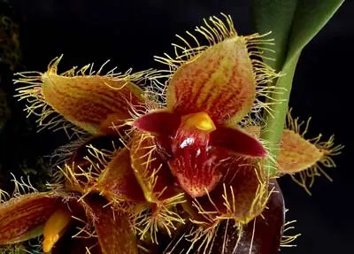 Bulbophyllum dayanum