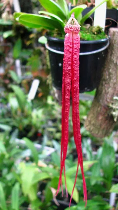 Bulbophyllum plumatum