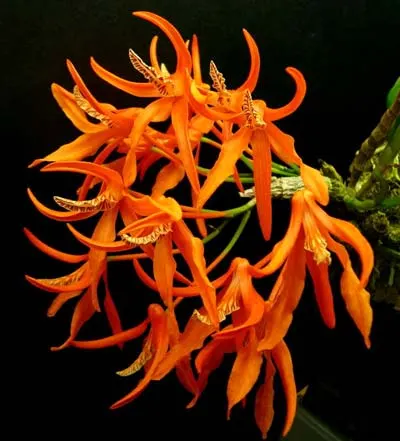 Dendrobium lamyaiae