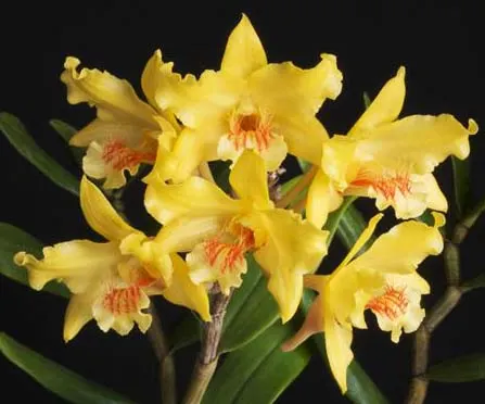 Dendrobium lowii
