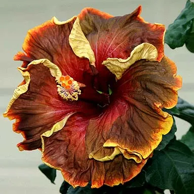 Hibiscus 'Voodoo Magic'