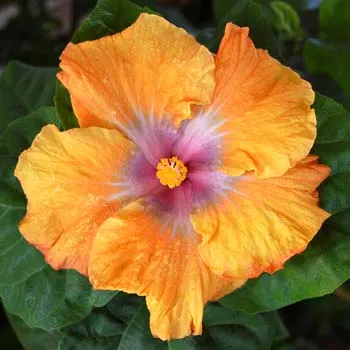 Hibiscus 'Tangerine Mist'