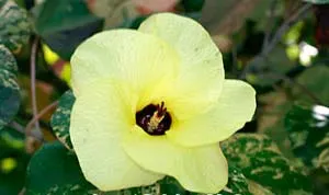 Hibiscus tiliaceus 'Variegated'