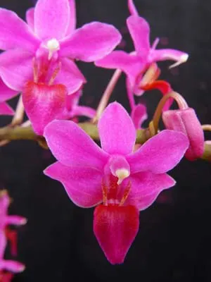 Doritaenopsis (Purple Gem x Kyoto) 'ORCHIS'