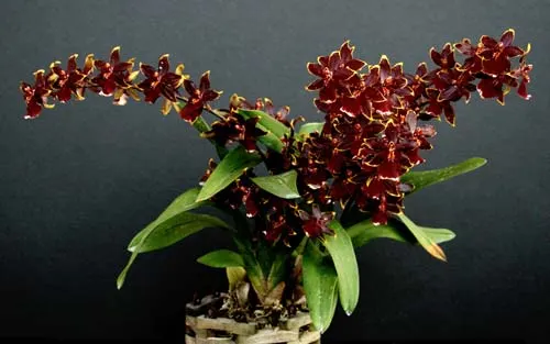 Colmanara Wild Cat 'Bob Cat'