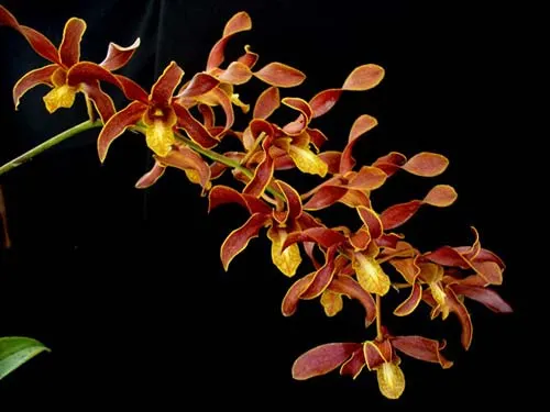 Dendrobium King Cobra