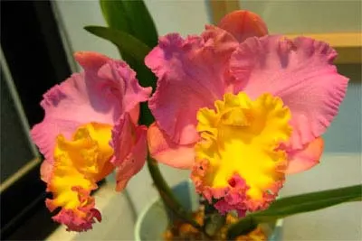 Brassolaeliocattleya Chief Canyon 'Double Bubble'