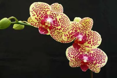 Doritaenopsis Changzhi Pearl