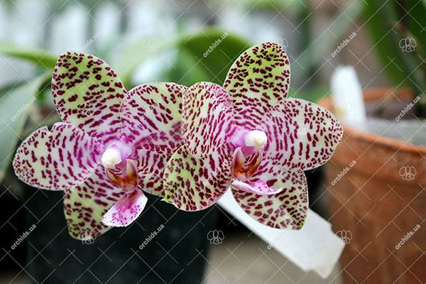 Phalaenopsis Natasha 'Aiko'